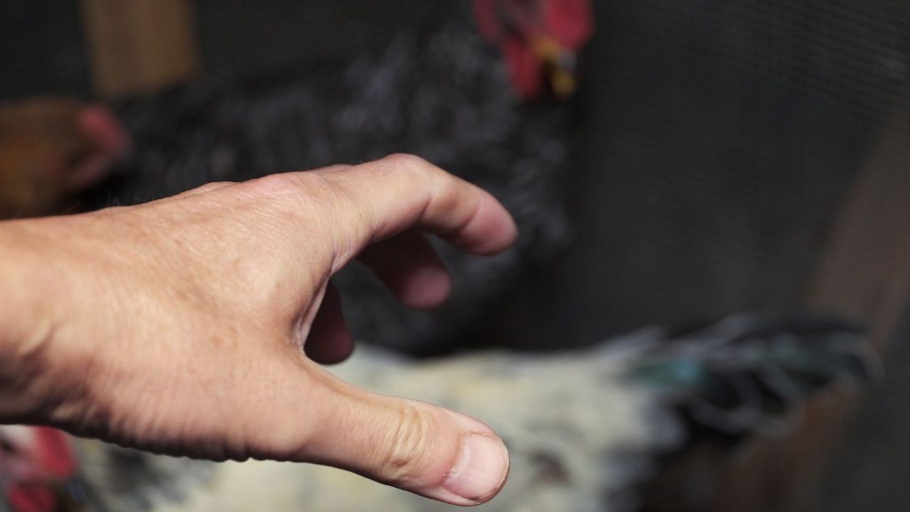 Curi Puluhan Ekor Ayam, 2 Pemuda di Jember Ditangkap