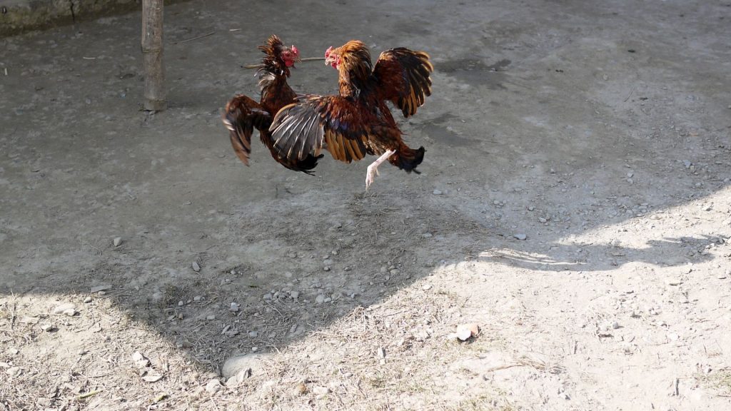 Gerebek Sabung Ayam di Tallo Makassar, Puluhan Pejudi Diamankan