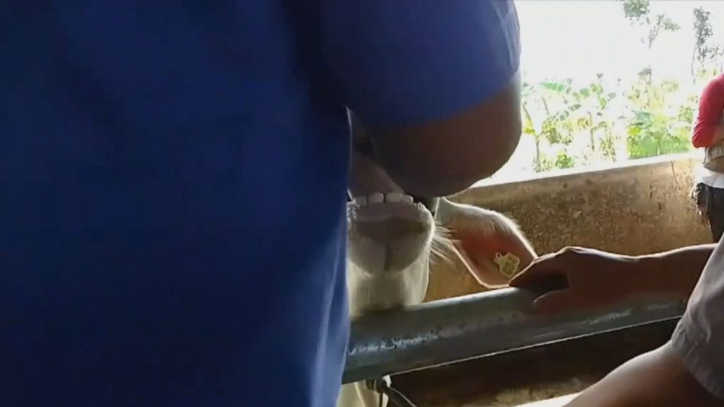 Disuntik Vaksin PMK, Sapi Ternak di Bogor Berontak