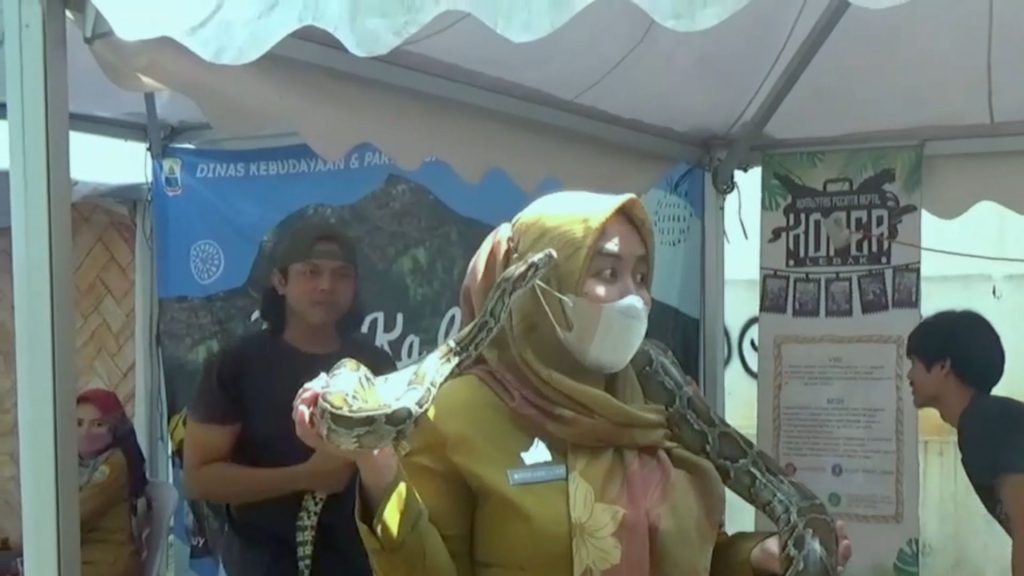 Nongkrong Bareng Ular & Buaya di Festival Reptil