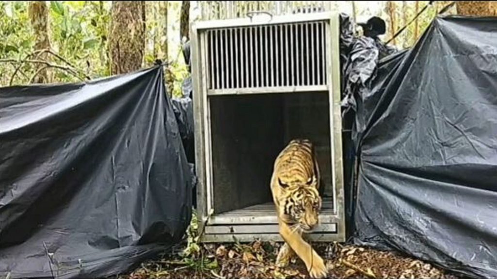 Harimau yang Resahkan Warga Riau, Dilepasliarkan  ke Hutan