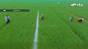 Memahami Realitas Petani Lewat Film “Besok Kita Nanem Lagi”
