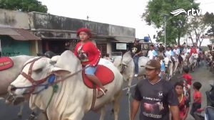 Pawai Sapi Tunggang dan Gerobak Sapi di Klaten, 60 Sapi Ramaikan Jatinom